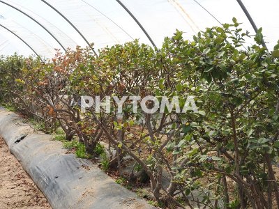 Phytophthora cinnamomi